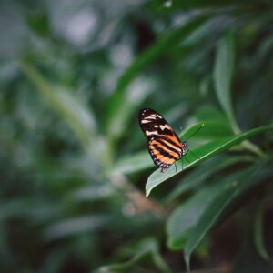 Tom Beek Artis vlinder